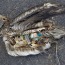 Hard to Swallow: Images of Plastic Found Inside Marine Animals